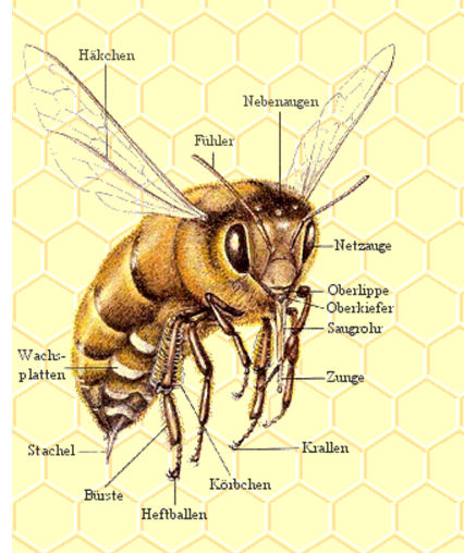 Bienenaufbau
